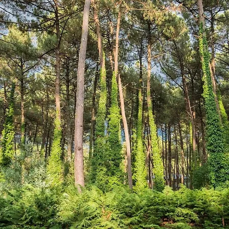 Connemara, Superbe Avec Piscine, Au Coeur De La Foret, Acces A La En Velo Soorts-Hossegor